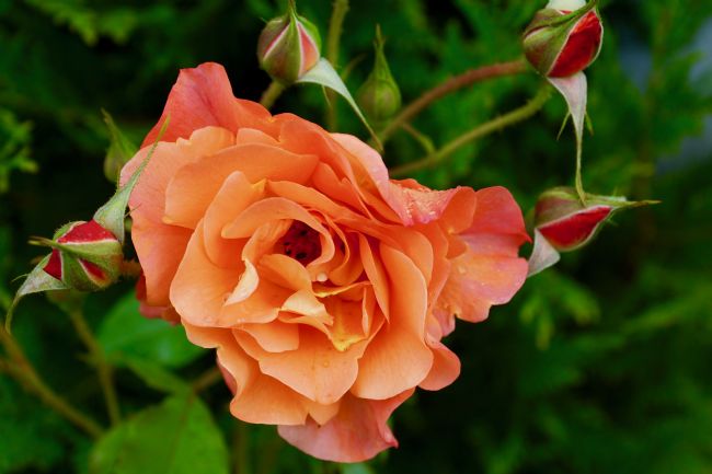 Penny Martin | Beautiful orange/peach rose 
