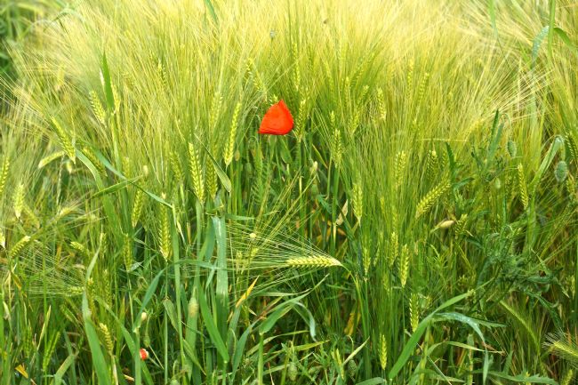 Penny Martin | Single Red Poppy amongst the field of corn