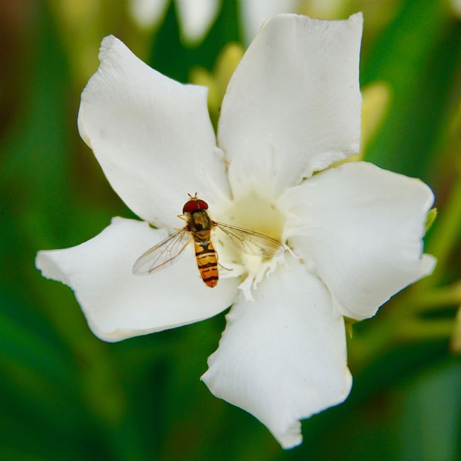 Penny Martin | A Hoverfly on a white flower