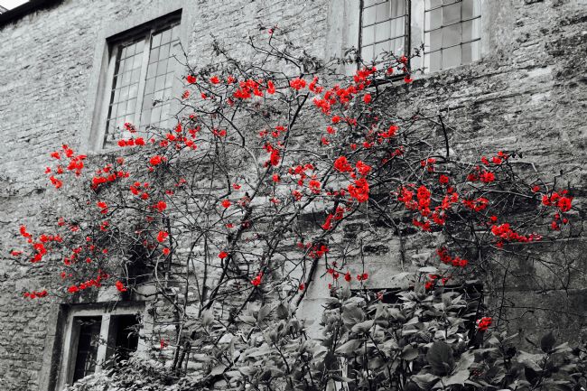 Penny Martin | Pretty in Red