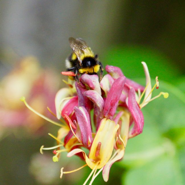 Penny Martin | Honeybee on Honeysuckle