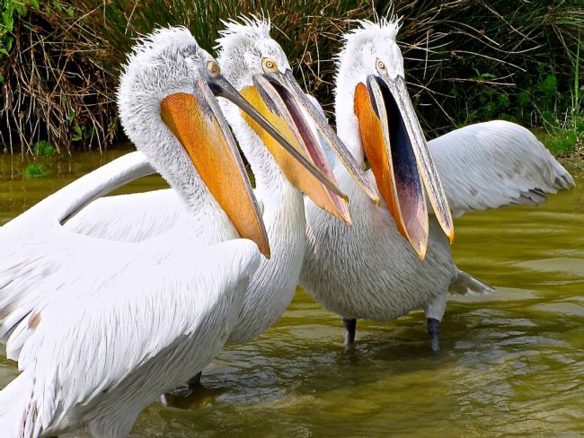 Penny Martin | The Three Tenors (Pelicans)