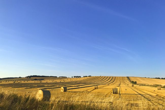 Penny Martin | Harvest Time in Wiltshire