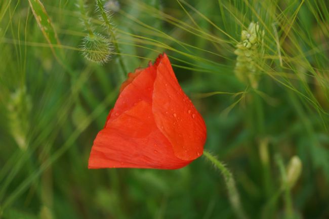 Penny Martin | The Lonely Poppy Amongst the Corn