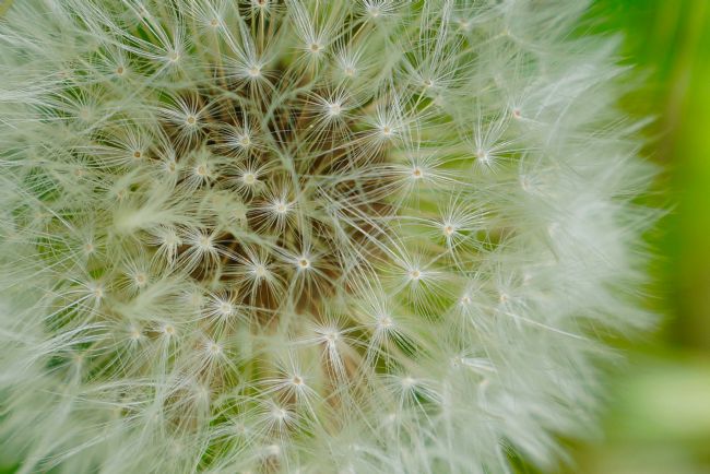 Penny Martin | Macro Shot of a Dandelion Seed Head