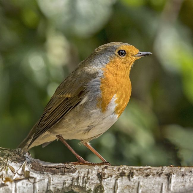 Pete Lawless | Robin