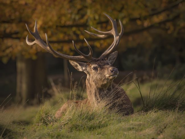 Pete Lawless | Red Deer Stag Portrait