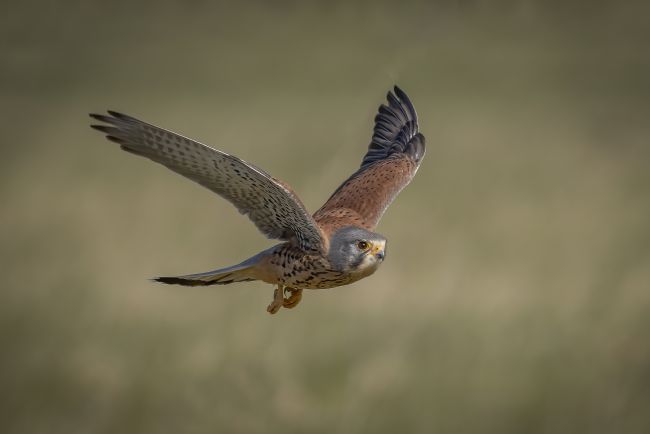 Pete Lawless | kestrel In Flight