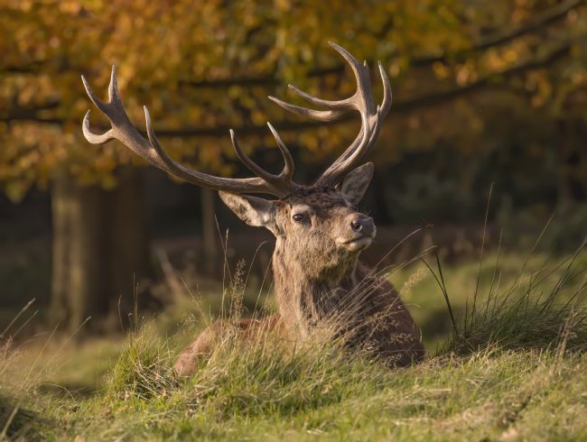 Pete Lawless | Red Deer Stag
