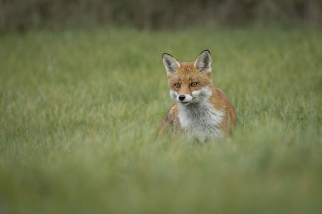 Pete Lawless | Urban Fox