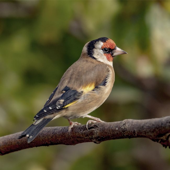 Pete Lawless | Goldfinch