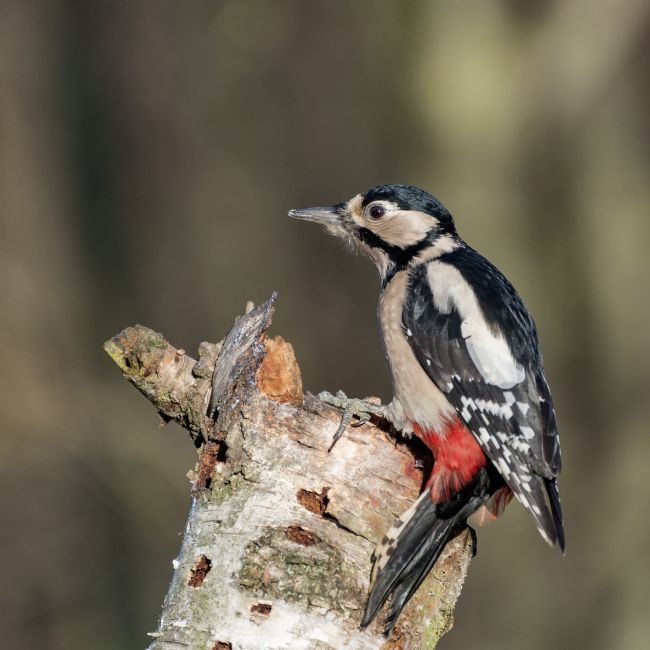 Pete Lawless | Greater Spotted Woodpecker