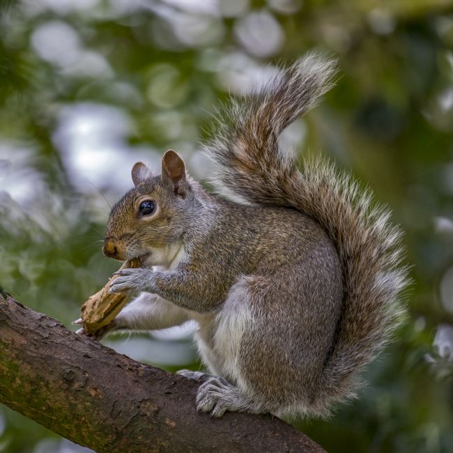 Pete Lawless | Grey Squirrel