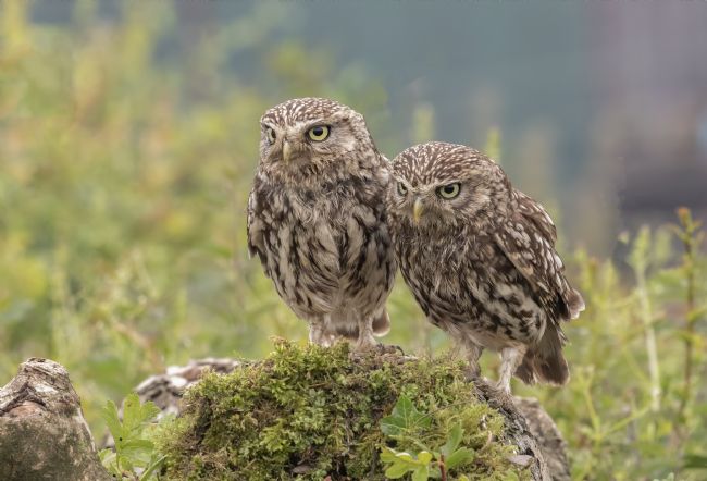 Pete Lawless | Mr and Mrs Little Owl