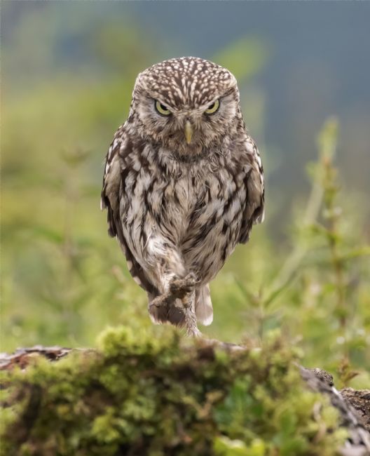 Pete Lawless | Little Owl