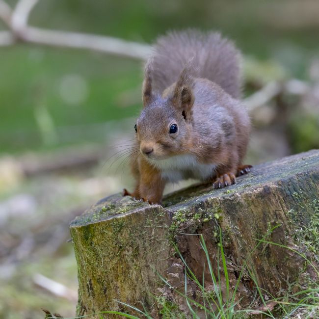 Pete Lawless | Red Squirrel