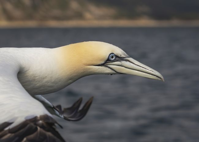 Pete Lawless | Gannet