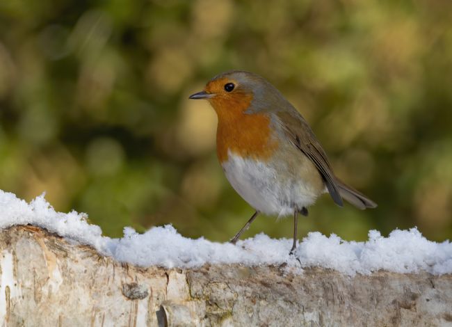 Pete Lawless | Winter Robin