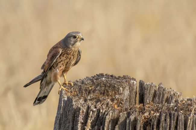 Pete Lawless | Common Kestrel (falco tinnunculus)