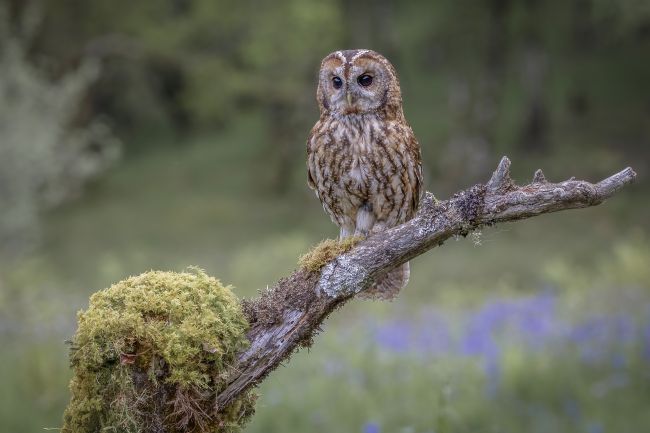 Pete Lawless | Tawny Owl