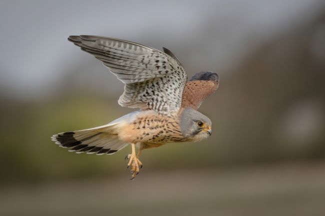 Pete Lawless | Kestrel 