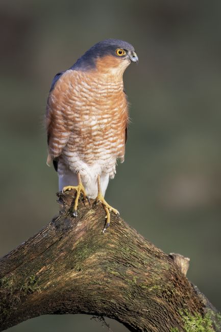 Pete Lawless | Sparrowhawk