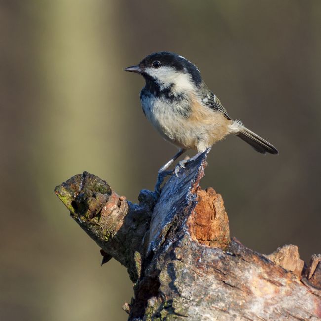Pete Lawless | Coal Tit