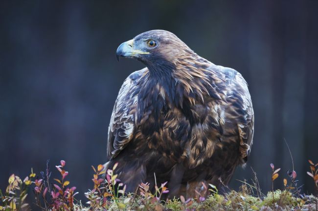 Pete Lawless | Golden Eagle  