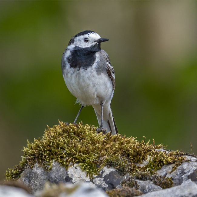 Pete Lawless | Pied Wagtail