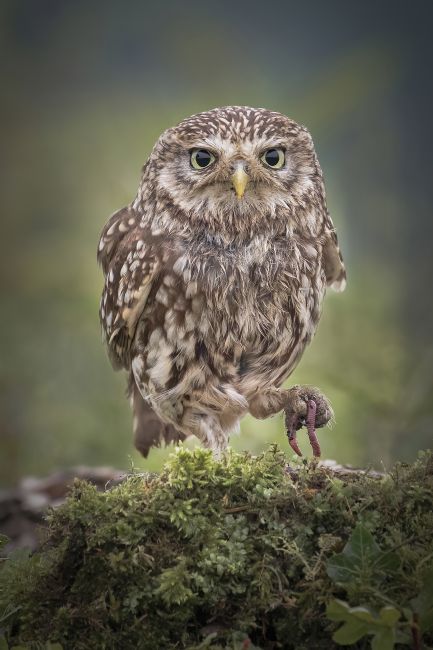 Pete Lawless | Little Owl