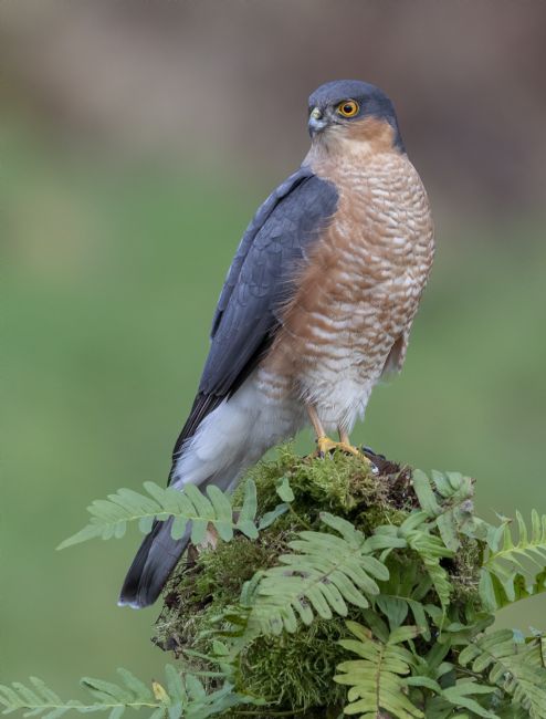 Pete Lawless | Male Sparrowhawk