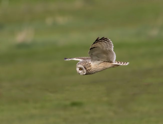 Pete Lawless | Short Eared Owl