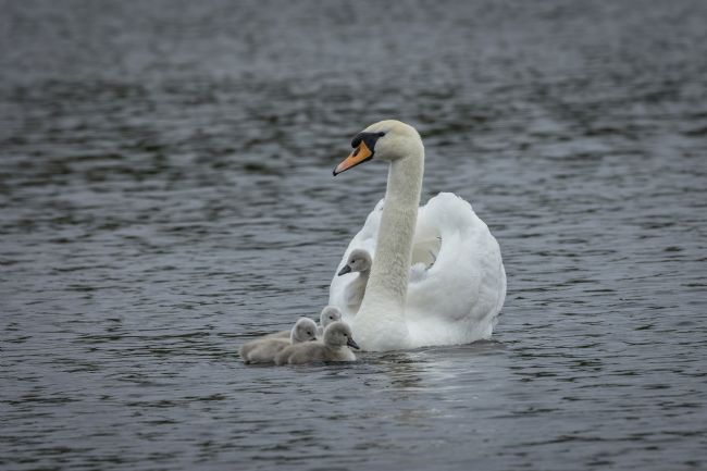 Pete Lawless | Mute Swan and Cygnets 