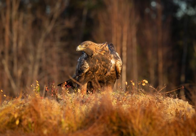 Pete Lawless | Golden Eagle