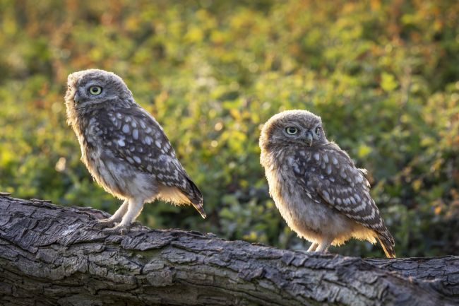 Pete Lawless | Little Owls