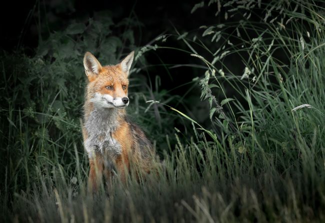 Pete Lawless | Urban Fox