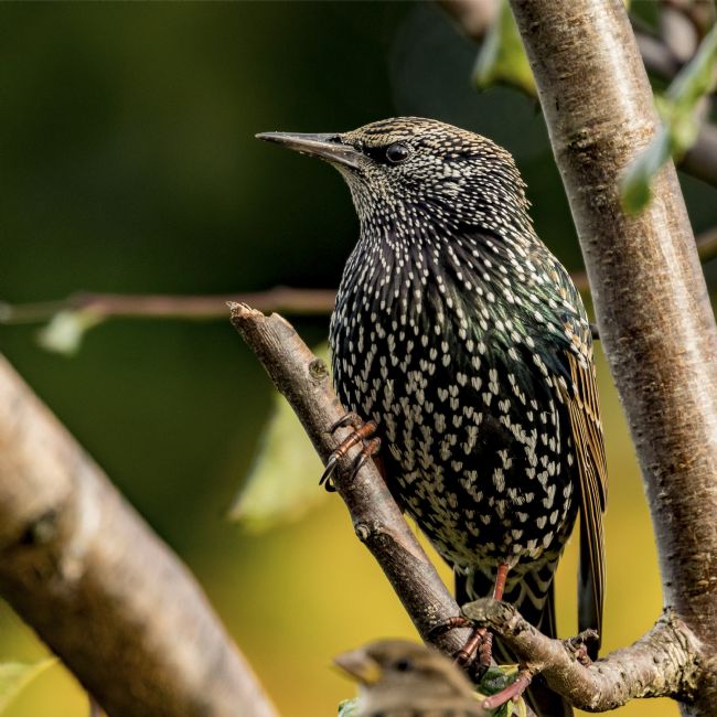 Pete Lawless | Starling