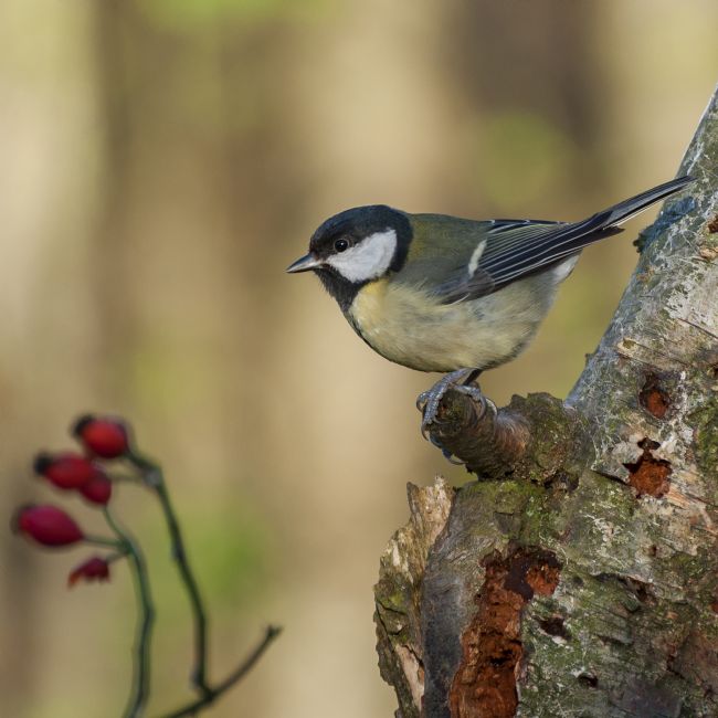 Pete Lawless | Great Tit