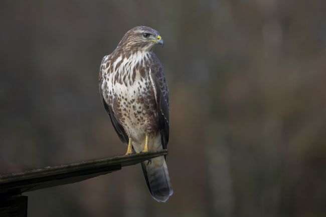 Pete Lawless | Common Buzzard (Buteo buteo)