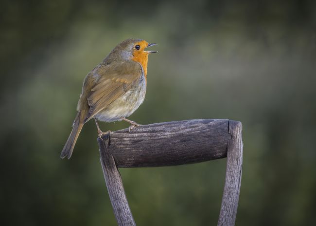 Pete Lawless | Singing Robin