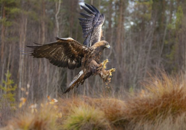 Pete Lawless | Golden Eagle