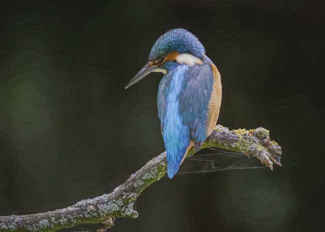 Pete Lawless | Kingfisher