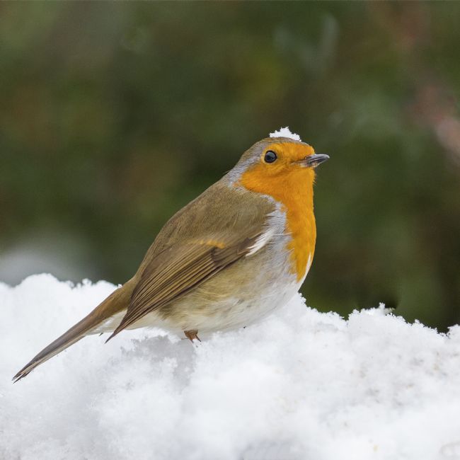 Pete Lawless | Christmas Robin