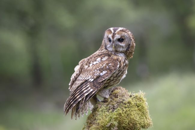Pete Lawless | Tawny Owl