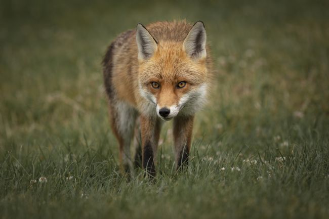 Pete Lawless | Red Fox