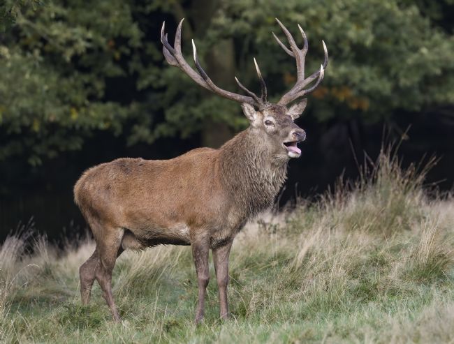 Pete Lawless | Bellowing Red Stag