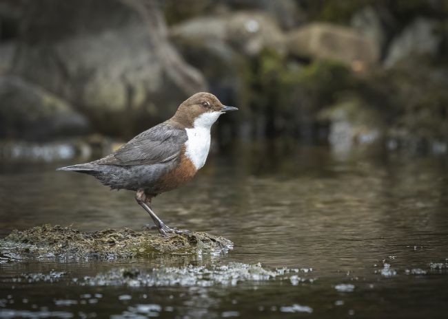 Pete Lawless | Dipper