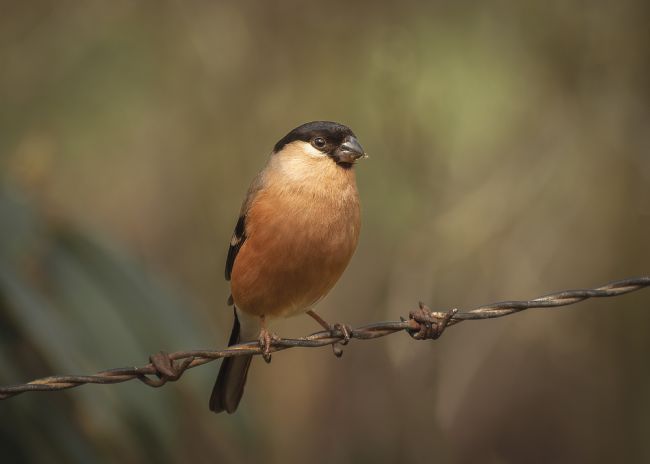 Pete Lawless | Bullfinch