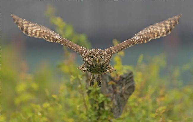 Pete Lawless | Little Owl  