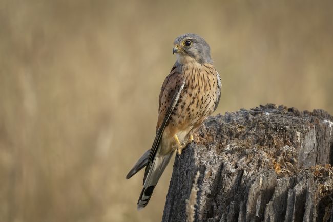 Pete Lawless | Kestrel